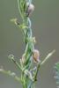 Emarhopa rufa